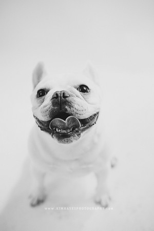 61_theoliviandogs