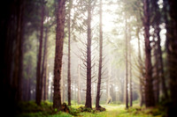 Moclips Trees