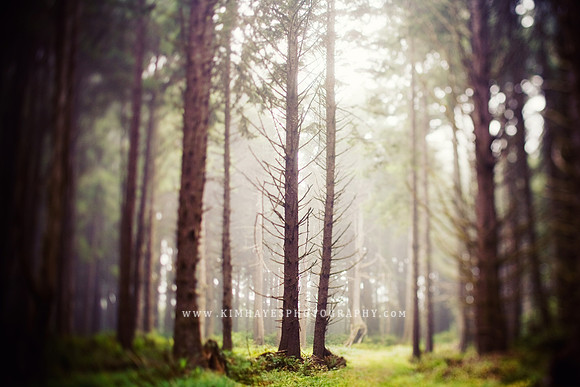Moclips Trees