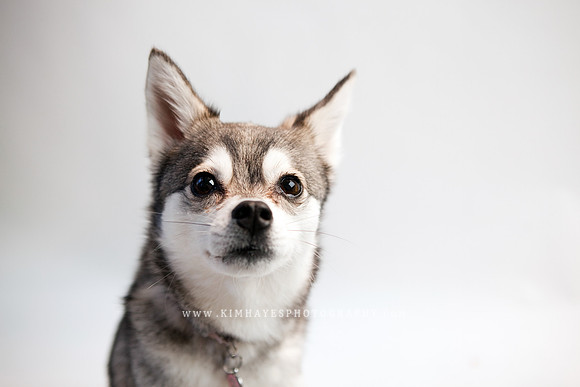 82_theoliviandogs