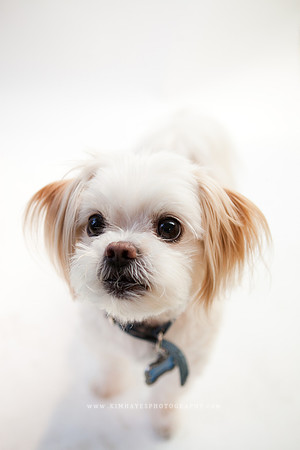 75_theoliviandogs
