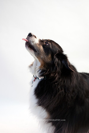 65_theoliviandogs