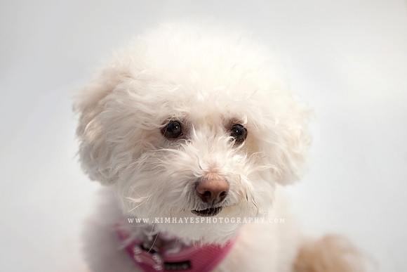 85_theoliviandogs