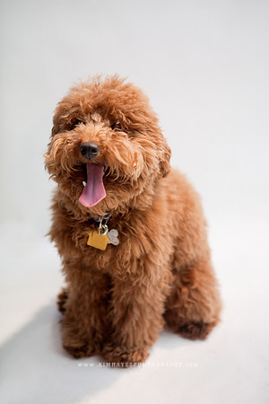 89_theoliviandogs
