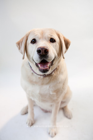 57_theoliviandogs