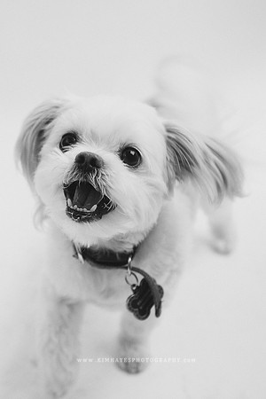 77_theoliviandogs