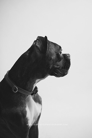 91_theoliviandogs