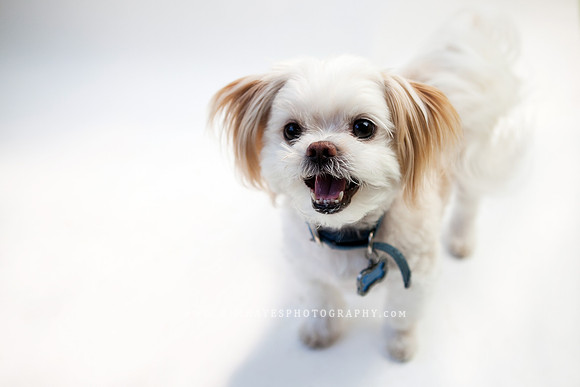 78_theoliviandogs