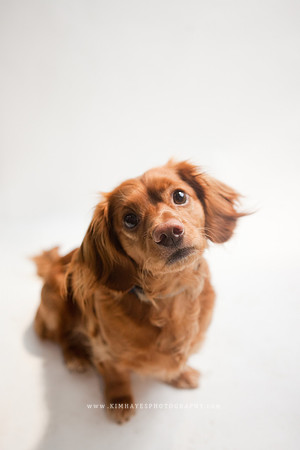 97_theoliviandogs