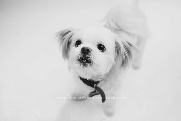 74_theoliviandogs
