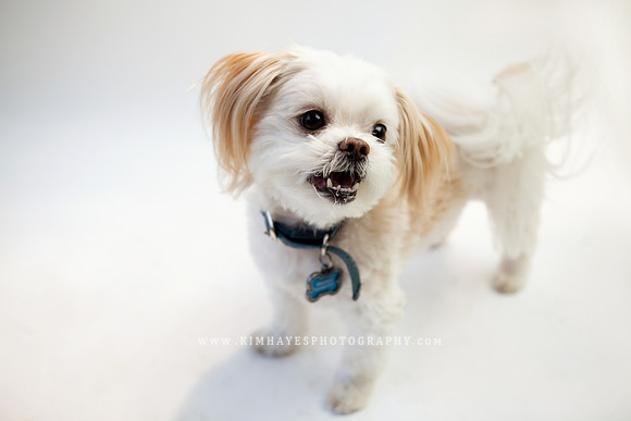 76_theoliviandogs