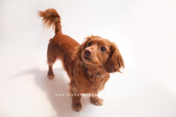 98_theoliviandogs