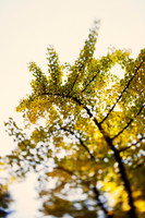 Ginko Tree