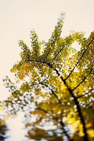 Ginko Tree