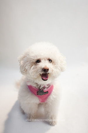 86_theoliviandogs