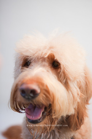 73_theoliviandogs