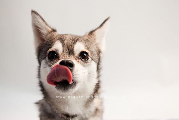 84_theoliviandogs