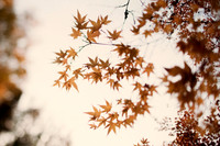 Missing Fall