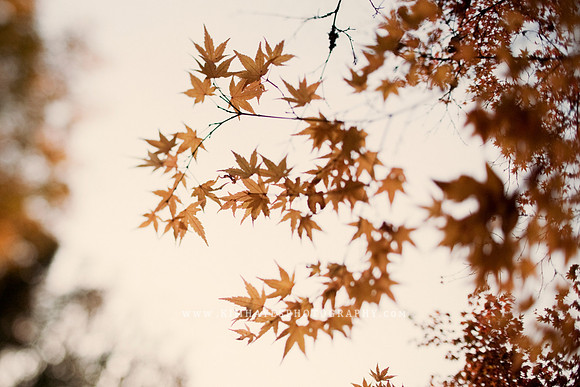 Missing Fall