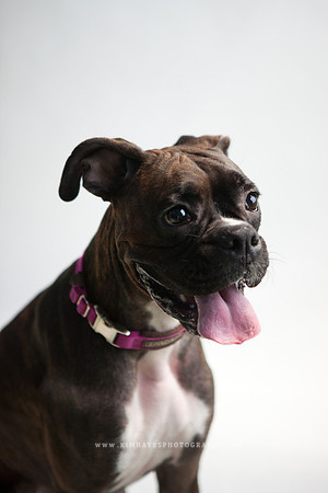 94_theoliviandogs