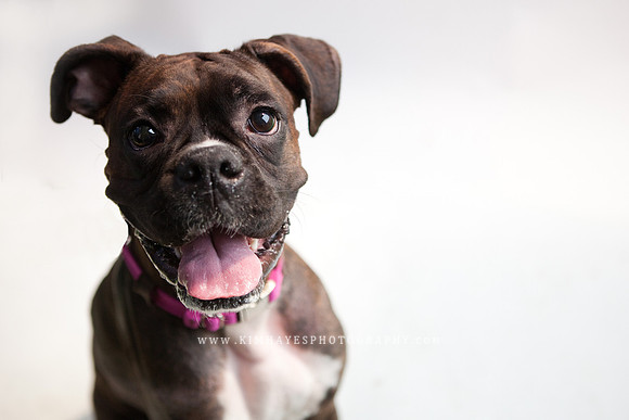 90_theoliviandogs