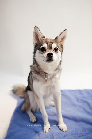 81_theoliviandogs