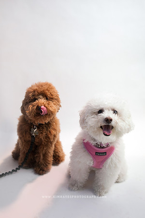 88_theoliviandogs