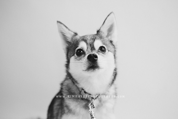 79_theoliviandogs