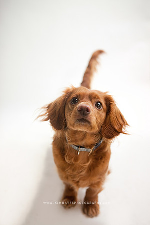 99_theoliviandogs