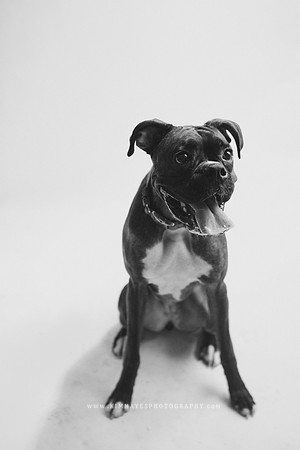 93_theoliviandogs