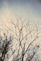 Winter Tree