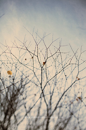 Winter Tree