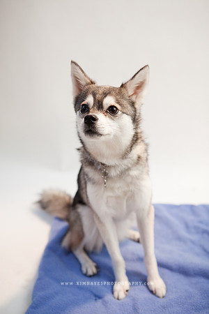 80_theoliviandogs
