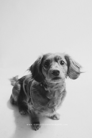 96_theoliviandogs
