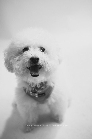87_theoliviandogs