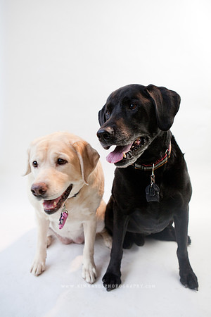 54_theoliviandogs